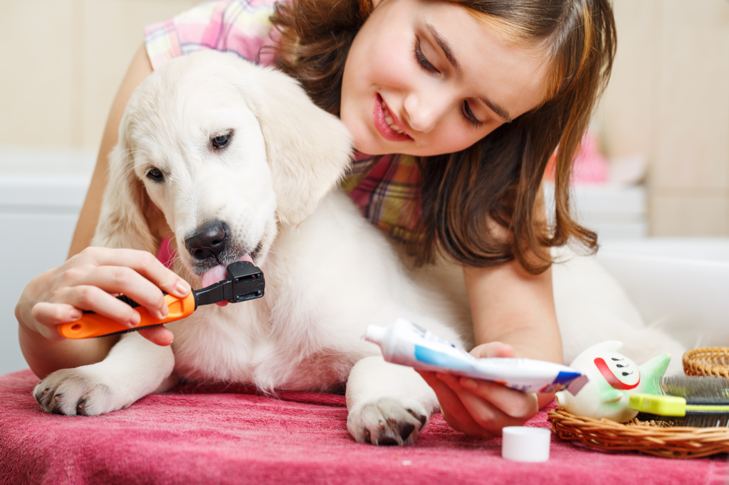Best Tips for Taking Care of Pets